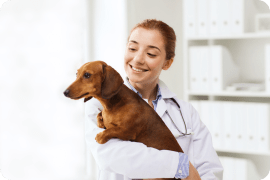 Veterinary Payment Plans