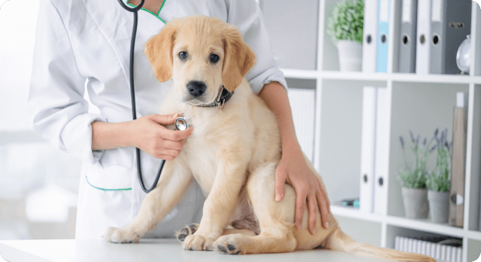 Veterinary Financing Options No Credit Check